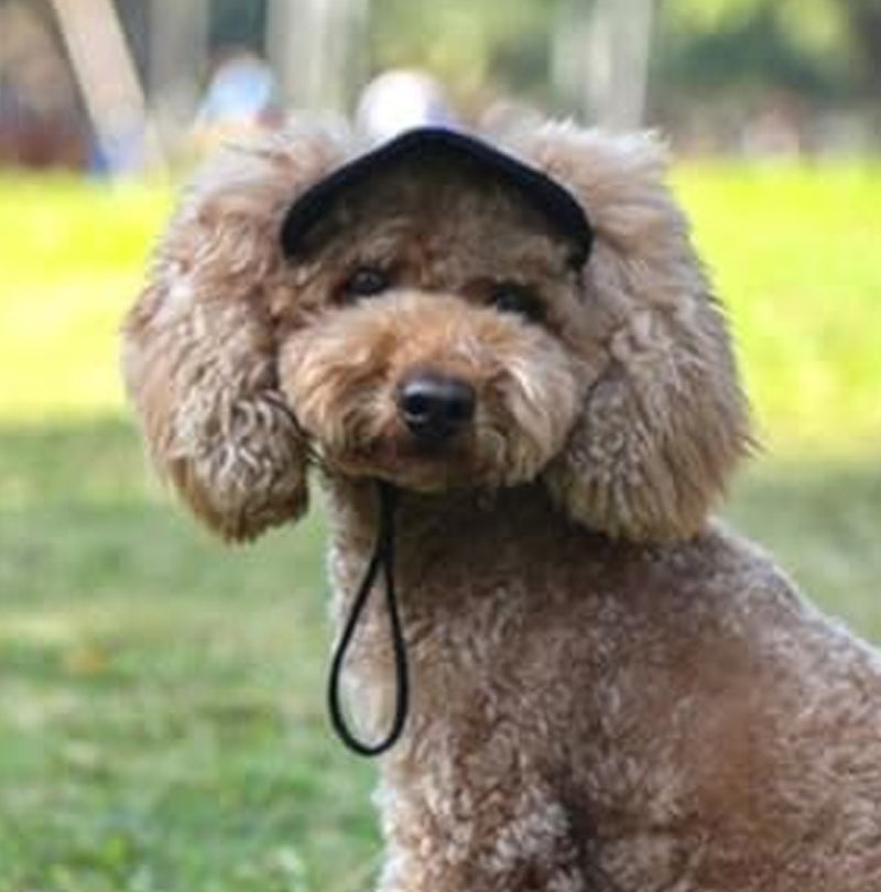👍Last Day Promotion 50% OFF💥Outdoor Sun Protection Hood For Dogs